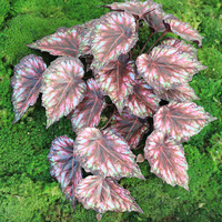 Feuilles de bégonia artificielles de haute qualité, aspect réaliste, toucher naturel, plastique, faux feuillage pour balcon intérieur/extérieur, jardin domestique