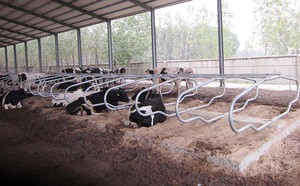 Serbuk dilapisi kuda hitam stabil kios depan ponsel luar ruangan mampu ditumpuk kuda dengan pintu stabil dan pengumpan Putar - Product Image 3