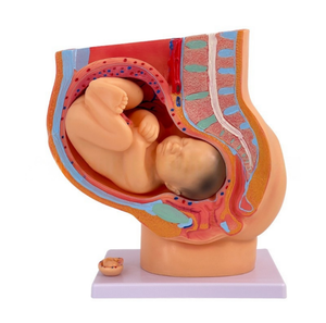 Modèle d'anatomie de la section sagittale du bassin féminin avec fœtus de 9 <span class=keywords><strong>mois</strong></span> et parties détachables – Modèle pédagogique pour l'étude de la <span class=keywords><strong>grossesse</strong></span> - Product Image 2