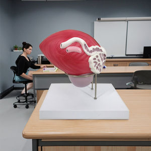 Modèle anatomique de la vessie masculine avec prostate, 2 parties, modèle anatomique de la prostate, modèle anatomique du système reproducteur - Product Image 5