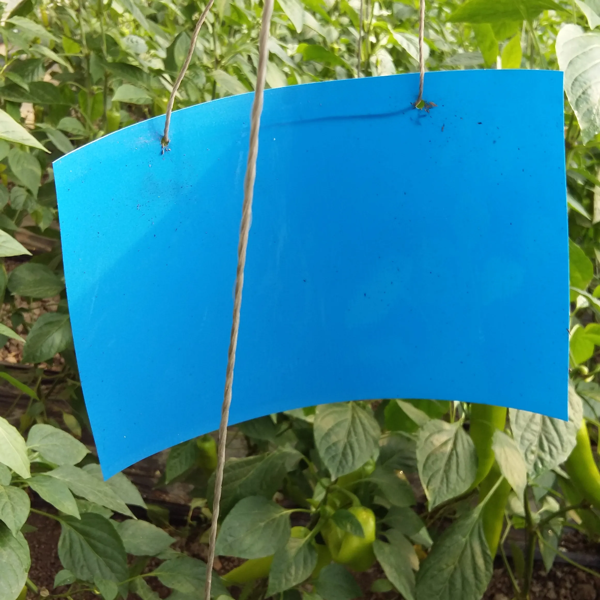 15*25CM Produtos De Controle De Pragas Azul Placas De Cola Insetos Catchy Flower Thrips Armadilha Pegajosa Vem para o Inseto