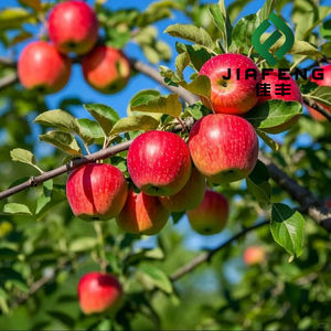 Mele Fuji Biologiche Fresche Grado A Origine Shandong Dimensioni Personalizzabili 4-6cm Confezione da 0,15kg Vendita all'Ingrosso - Product Image 1