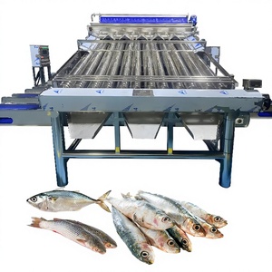 Plastic Conveyor Saury Sorting Machine Yellow <strong>Croaker</strong> Sorting Machine Zolim Fish Grading Machine for Fish Factory Fish Grader - Product Image 1