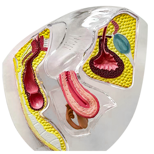 Transparentes PVC-Modell des weiblichen reproduktiven Systems, abnehmbares Uterus- und Beckenmodell, anatomisches Modell mit Menstruationstasse für Lehrzwecke - Product Image 2