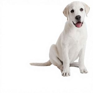 MLJ Pet Training <b>Pads</b> Multi-layer Absorbent Square <b>Waterproof</b> IP67 Cotton Urine <b>Pad</b> for Dogs - Product Image 1