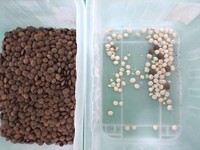 Hot Koop Lage Prijs Kleine Ccd Walnoot Cashew Amandel Pistache Kleur Sorter Gedroogde Vruchten Noten Sorteren Machine