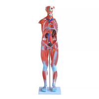 Modelo de Anatomía Humana, Figura Muscular Humana, Modelo del Sistema Muscular