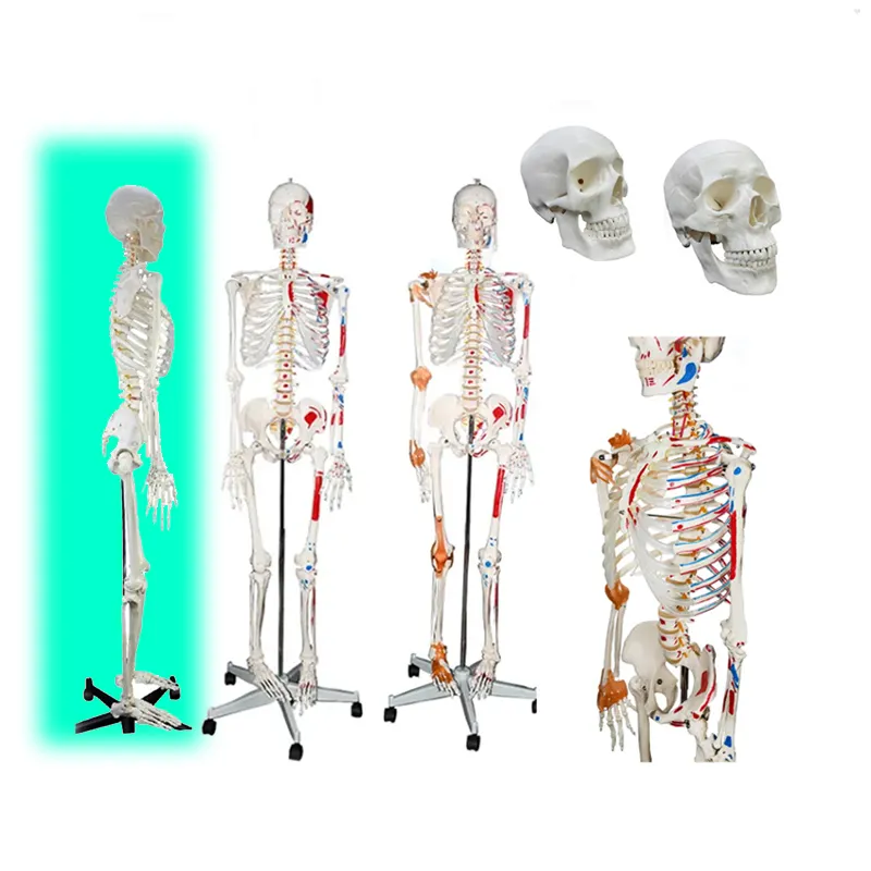 180Cm Menselijk Anatomisch Skeletmodel Met Ligament, Gekleurd Menselijk Levensgrote Skeletmodel, Plastic Skelet