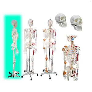 带韧带的180厘米人体解剖骨骼模型，彩色人体大小骨骼模型，塑料骨骼