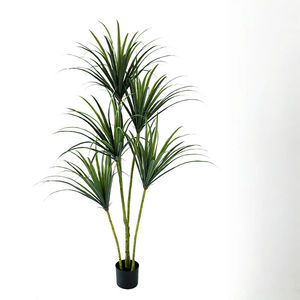 ต้นไซคาดเลือดมังกรเทียม, ต้นไม้สีเขียว, ต้นยางนิ่ม, ตกแต่งห้องนั่งเล่นในร่ม, ตกแต่งหน้าต่าง - Product Image 6