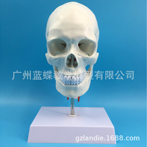 Modèle de crâne blanc pur avec colonne cervicale ; crâne humain adulte naturel ; crâne adulte, vertèbres cervicales, artère et cuir chevelu - Product Image 2