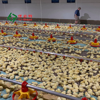 U-BEST Nouvelle ligne d'équipement d'alimentation automatique en plastique pour poulets de chair en élevage