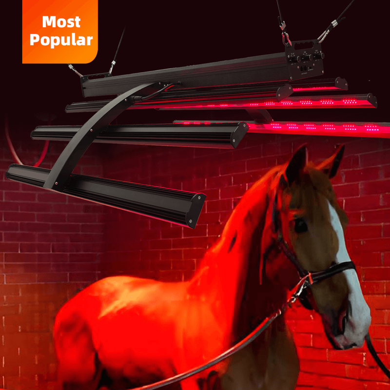 Redfy Solarium Equine Red Light Therapy