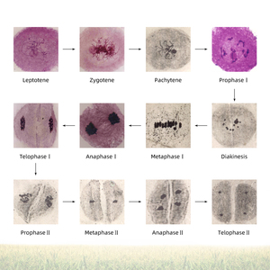 Corn Anthers <span class=keywords><strong>Meiosis</strong></span> Slide FRT1002 Matuer Anther Cell <span class=keywords><strong>Meiosis</strong></span> 12 Etapas Microscopio Especímenes preparados Biología - Product Image 4