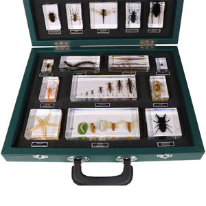 Penjualan laris pemberat kertas Taxidermy akrilik 27 jenis alat pendidikan spesimen Resin serangga untuk mengajar - Product Image 5
