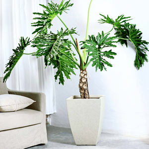 <span class=keywords><strong>Maceta</strong></span> <span class=keywords><strong>de</strong></span> <span class=keywords><strong>Barro</strong></span> <span class=keywords><strong>de</strong></span> Magnesio Hecha a Mano <span class=keywords><strong>de</strong></span> Estilo Nórdico Simple y Elegante para Sala <span class=keywords><strong>de</strong></span> Estar o Balcón - Product Image 1