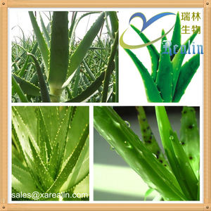 Kaliteli sıcak satış kozmetik çam kozalağı özü 100:1 Aloe Vera jel dondurularak kurutulmuş toz - Product Image 3