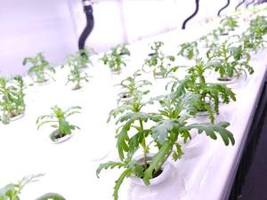 Skyplant Container Aeroponische Hydroponik-Farmen Pflanzenfabrik Hochproduktive Heimanwendung Kunststoff-Grüngras-Futtermittelmaschine - Product Image 6