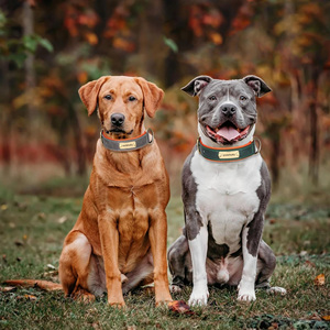 Custom <strong>Leather</strong> <strong>Dog</strong> <strong>Collar</strong> Soft Padded Heavy Duty <strong>Dog</strong> <strong>Collar</strong> with Custom Name Plate, Adjustable Pet <strong>Collar</strong> for All Breeds <strong>Dogs</strong> - Product Image 6