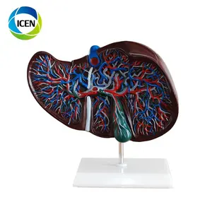 Modelo 3D de simulación de órganos humanos en-302, color de ciencia médica, tema de hígado transparente