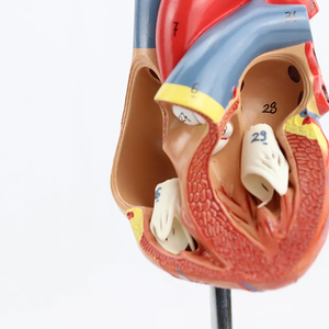 1:1 modèle de coeur humain B modèle d'enseignement d'anatomie cardiaque à ultrasons dans le département de <span class=keywords><strong>cardiologie</strong></span> médicale grand coeur naturel - Product Image 4