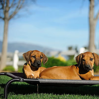 Lit pour grand chien, lit surélevé rafraîchissant, portable, durable, imperméable, pliable, pour le camping, les parcs, les plages