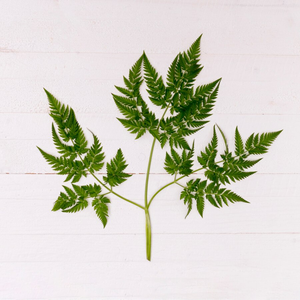Feuilles de Neem Naturelles, Ingrédient Herbal Ayurvédique Riche en Bienfaits Traditionnels pour le Bien-être, pour les Tisanes, les Soins de la Peau, les Soins des Cheveux et la Détoxification - Product Image 3