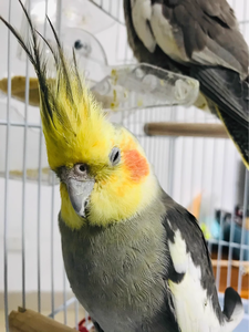 Kuş kafesi açık üst orta küçük papağan Parakeet kuş kafesleri oyna - Product Image 3