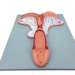 Herramienta de Educación <span class=keywords><strong>Veterinaria</strong></span> 3D con cámaras desmontables para el estudio del sistema digestivo de la vaca - Product Image 3