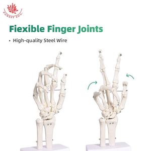 Model sendi manusia kerangka tangan plastik murni putih kualitas terbaik Model palsu tangan realistis - Product Image 3