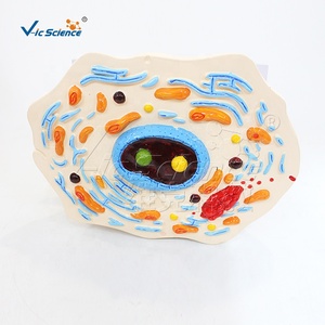 Modèle d'ultrastructure cellulaire animale grossi 20000 fois, 30x19x43cm, numéroté pour l'enseignement des sciences médicales CE ISO ROHS CNAS - Product Image 6