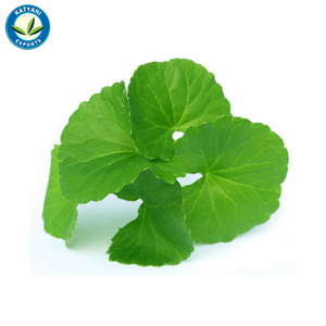 น้ำมันหอมระเหยธรรมชาติบริสุทธิ์100% จากอินเดีย - Product Image 5