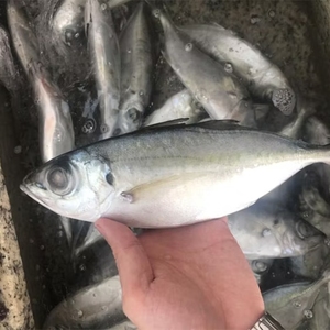 IQF Frozen Big Eye Scad Poisson sauvage pêché entier Poisson marin cru à haute teneur en protéines pour les exportateurs de farine de poisson d'alimentation animale - Product Image 2