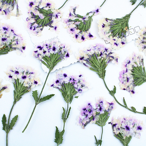 Tiges de verbena séchées longue durée avec fleurs pressées pour moules <span class=keywords><strong>en</strong></span> résine, décoration intérieure et cadeaux de la Fête des Mères - Product Image 5