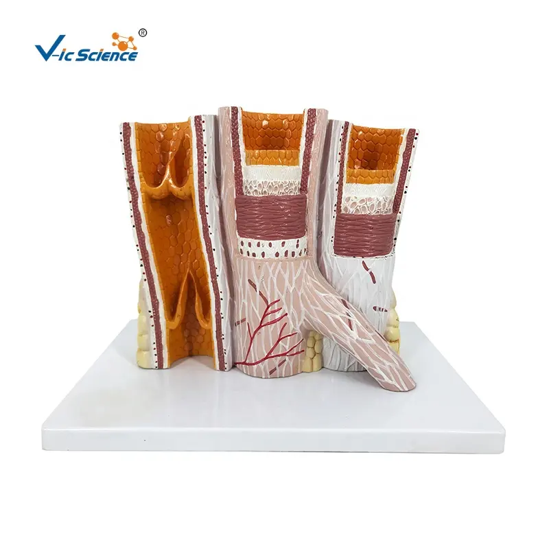 Microanatomy Artery & Vein Anatomy Model human anatomical human body anatomy model