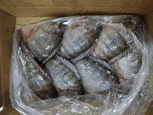 Carton <span class=keywords><strong>de</strong></span> 10 kg, Tilapia entier frais à 100 % (300g-500g), Prix usine, Emballage personnalisé, Fournisseur <span class=keywords><strong>de</strong></span> Tilapia, Tilapia entier rond - Product Image 1