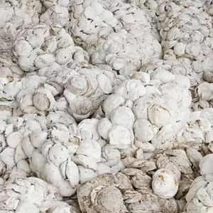 Baiyue haute ammoniaque caoutchouc naturel Latex tasse forfaitaire modèle caoutchouc tasse forfaitaire du Vietnam prix d'exportation compétitif processus de coupe - Product Image 1