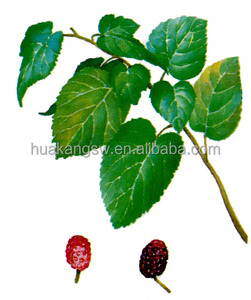 Bubuk ekstrak daun murbei baru 100% Natural Food Grade <span class=keywords><strong>Damiana</strong></span> ekstrak Herbal pasokan 10 bubuk ekstrak daun Ulberry - Product Image 2