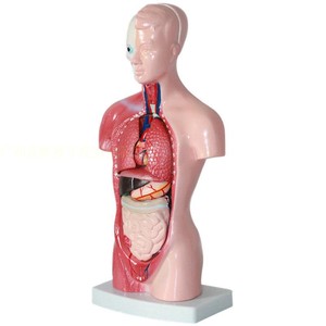 Torso anatómica de buena calidad, 26 cm, 15 piezas, modelo de la visera humana - Product Image 5