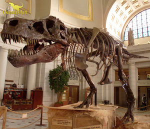 Réplicas de Esqueletos de Dinosaurios de Tamaño Real, Fósiles de Dinosaurios Reales - Product Image 6