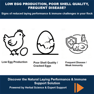 Aditivos para Alimentos de Aves de Corral para Mejorar el Rendimiento de la Puesta y la Calidad de la Cáscara de Huevo |   Extracto de Eucommia, Probióticos y Péptidos |   Sin Antibióticos - Product Image 2
