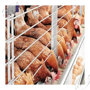 Cage de poulet de batterie de couche de type H de fil d'acier inoxydable de Offre Spéciale pour la ferme avicole en Ethiopie