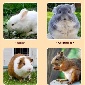 Cage d'élevage de lapins cochons hollandais extra large motif solide toilette automatique en plastique pour le nettoyage des excréments à usage domestique - Product Image 6