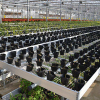 Bacs de semis à panneaux grillagés pour irrigation, galvanisés à chaud, pour pépinières, jardins de fleurs, culture de plantes personnalisable