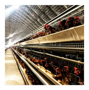 Cage à poulets automatique de meilleure qualité à bon prix d'usine directe
