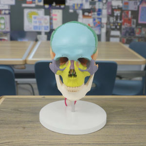 Modèle <span class=keywords><strong>de</strong></span> vertèbres cervicales à 7 avec crâne à code couleur Modèle anatomique grandeur nature pour l'enseignement et la formation chiropratique - Product Image 3