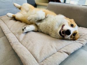 Camas grandes y gruesas lavables para mascotas, colchón de viaje al aire libre con Sherpa, diseño para las 4 estaciones - Product Image 2