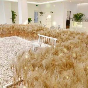 Usine Boho Décor De Mariage Grand Plume Sec <span class=keywords><strong>Pampas</strong></span> Herbe Fleur Naturel Réel Préservé Séché <span class=keywords><strong>Pampas</strong></span> Herbe Décor pour Noël - Product Image 4
