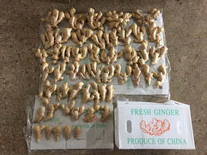 Nieuwe Oogst Chinese Lucht Gedroogde Verse Gember - Product Image 3