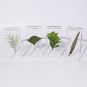 Vendita calda 4 tipo di piante acrilico Gymnosperm resina campione di insegnamento risorsa per la scuola superiore - Product Image 3